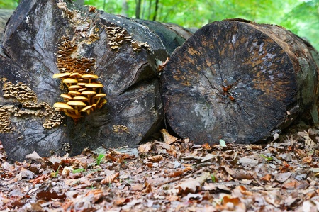 Fungi on old logs in the autumn forestの写真素材