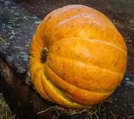Autumn pumpkins on a concrete curb. Halloweenの写真素材
