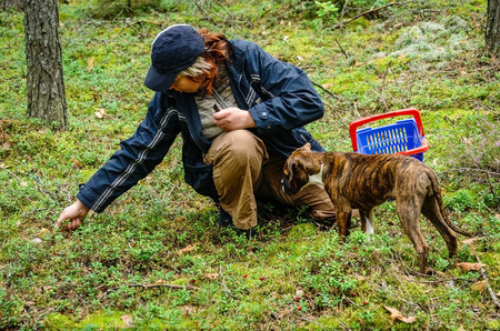 Middle-aged woman and dog looking for mushrooms in the forest