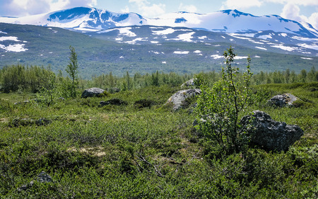 Travelling to Norway. Forest in the mountains