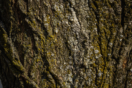 The texture of the bark of an old tree close-upの写真素材