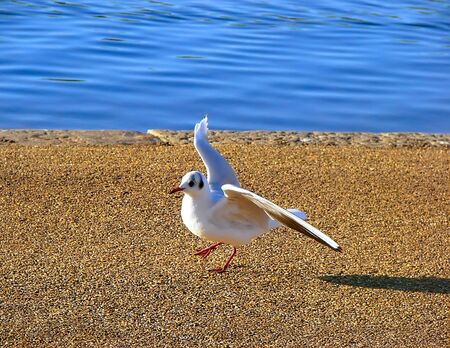 Bird Dancingの写真素材