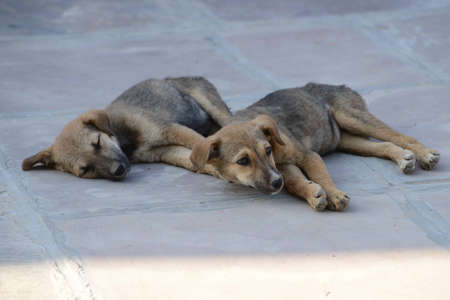 Two stray dogs sleeping on the ground in the shade of the sun