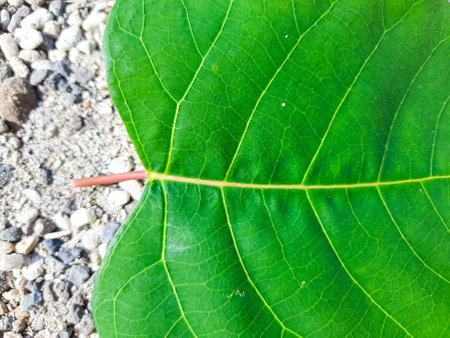 Focus on one green leaf on the ground