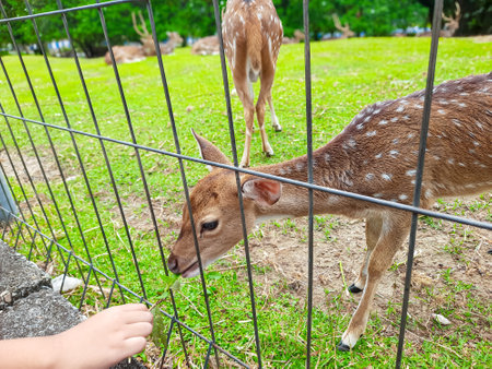 A small deer stands near a fence while being fed by visitors at an animal conservation areaの写真素材