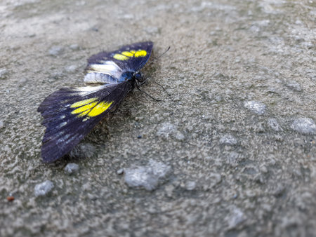 Natural view of beautiful black butterfly on concrete ground in with copy space using background insects, ecology, fresh cover page concept.の写真素材