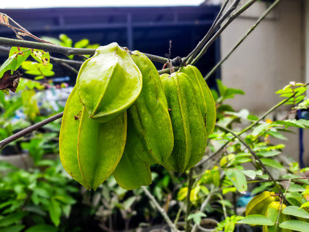 Focus of Starfruit fruit hanging on a tree, a plant cultivated at homeの写真素材