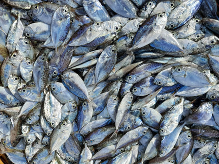 Freshly Caught Maco Fish - Traditional Indonesian Salted Fish or salted scad