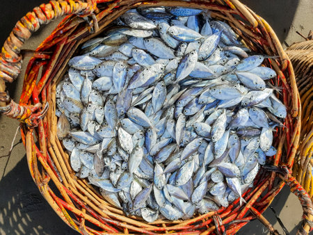 Freshly Caught Fish in a Woven Basketの写真素材