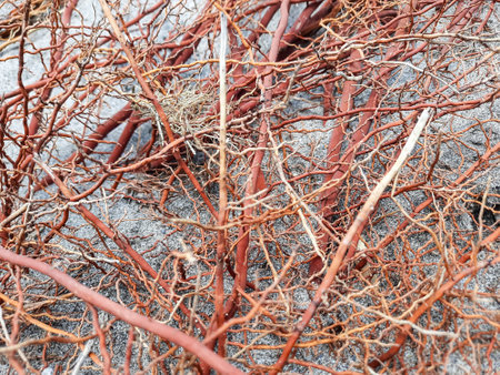 A close-up of fibrous coconut tree roots scattered on a sandy beach, highlighting natural patterns...