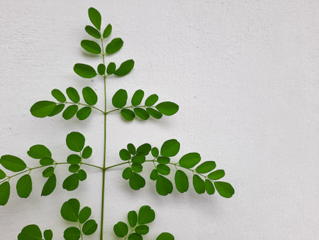 fresh green moringa leaves or daun kelor - (Moringa oleifera) isolated on white background. Commonly used as a herbal plant and vegetableの写真素材