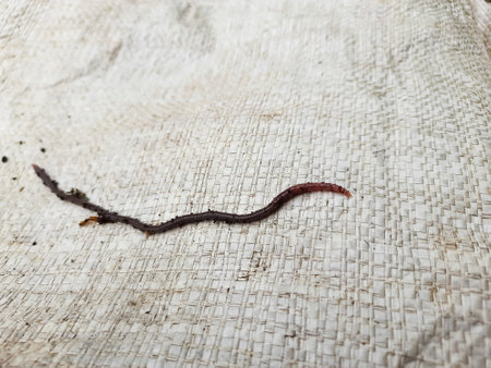 Close up of an earthworm - on a white textured surface. Symbol of soil fertility, organic farming,...