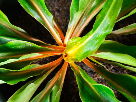 Top view of a Mandarin plant or fire flash plant with green and yellow variegated leaves, natural...