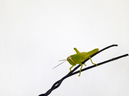 Closeup of a green grasshopper standing on a black twisted-wire with a white background. Insect...