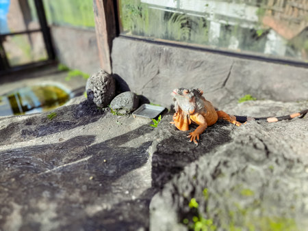 A striking orange iguana rests on a warm rock inside a zoo enclosure, basking under the sunlight in...