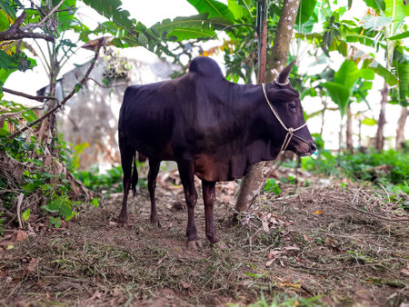 A black male cow tied to a tree in a rural Indonesian setting, prepared for Eid al-Adha qurban. The...