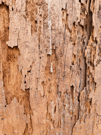Detailed texture of decayed and weathered wood with cracks and peeling surface. Ideal for...