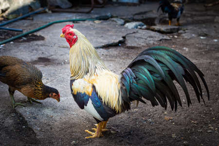 Rooster and hen closeup image.の写真素材