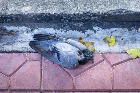 Close up dead pigeon on footpath.