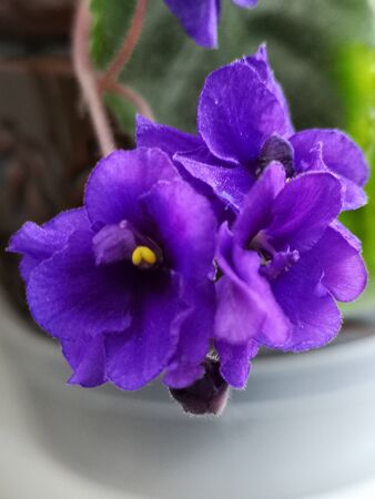 Flowersのeditorial素材