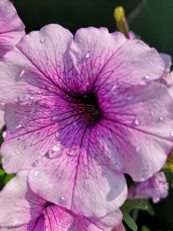 Flowersのeditorial素材