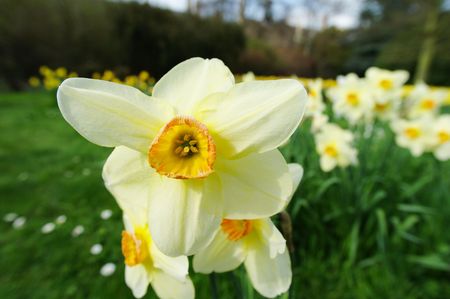 flower in a courtyardの写真素材