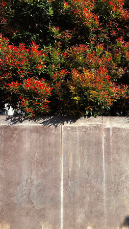 Red flowers on a concrete wall in a garden. Selective focus.の写真素材
