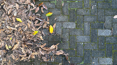Autumn leaves on the cobblestone pavement, autumn background.の写真素材