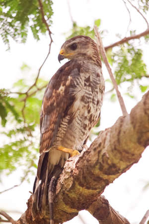 Buteo platypterus with a reptile on a branch, raptors both their beak and their claws are specialized to be very effective in the house of mice and other small animalsの写真素材