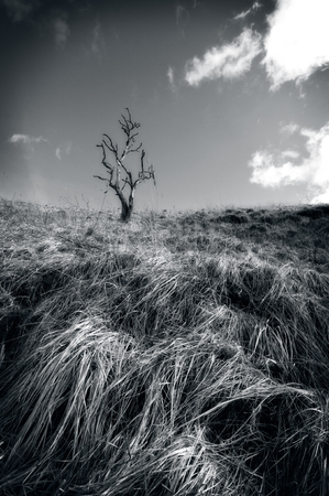 Solitary tree on grassy bank shot in warm sunlight in winter. Dovedale, Peak District National Park, UKの写真素材