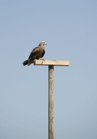 Eagle 5の写真素材