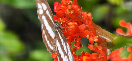 Butterfly on a red flower in the rainforest of Costa Rica