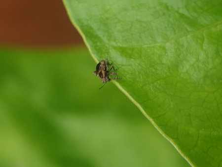 on green leaf in the wild nature or in the garden
