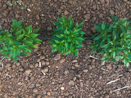 Peppers or chili plants on the Field in Rows With Green Leavesの写真素材
