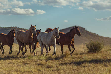 Herd of horses running in arid landscape in the late day sun against hills and sky.の写真素材