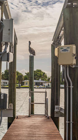 A brown pelican sitting on top of a wooden pile against cloudy sky. High quality photoの写真素材