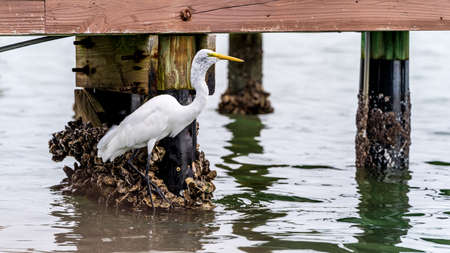 great Egret swallowing a fish from dock covered in mussels against water. High quality photoの写真素材