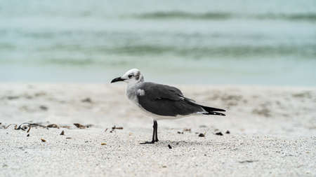 Laughing Gull standing on top of a sandy beach close up against water in background. High quality photoの写真素材