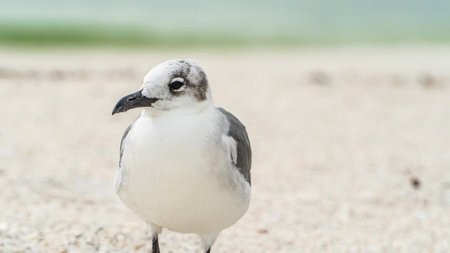 Laughing Gull standing on top of a sandy beach close up along shoreの写真素材