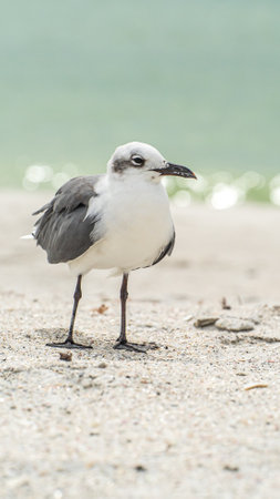 Laughing Gull standing on top of a sandy beach close up along shoreの写真素材