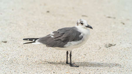 Laughing Gull standing on top of a sandy beach close up