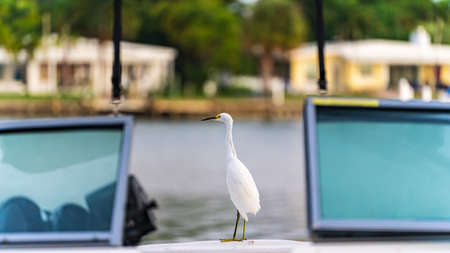 Snowy egret standing on boat next to intercoastal waterway in Florida, U.S.A.の写真素材