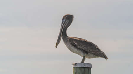 A brown Pelican sitting on top of a wooden pileの写真素材