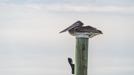 Brown Pelican roosting on top of a wooden dock pile against cloudy sky close upの写真素材