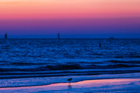 Bird on shore against Dramatic sky at dusk with sailing vessel in silhouetteの写真素材