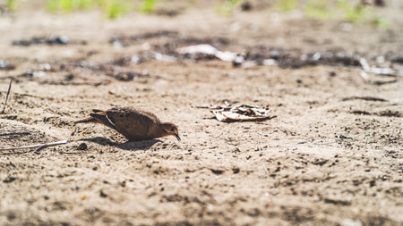 Zenaida Dove Zenaida Aurita on beach in Puerto Ricoの写真素材