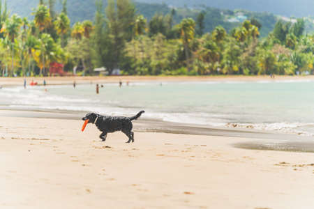 Black dog running in surf of tropical beach with orange toy in mouthの写真素材