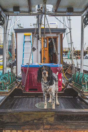 Cute Spaniel standing on the deck of a fishing trawler on foggy dayのeditorial素材