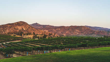 rows of grape vines at Southern California vineyard at sunsetの写真素材