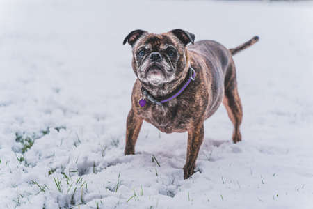 Pug and Boston Terrier mix called a BUG, playing in fresh snowfallの写真素材